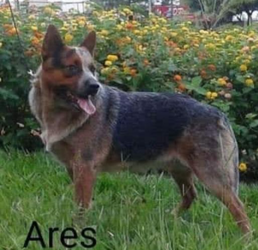 Ares