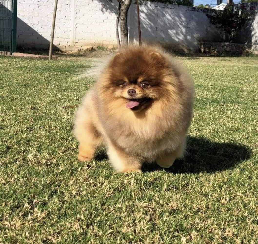 KODA