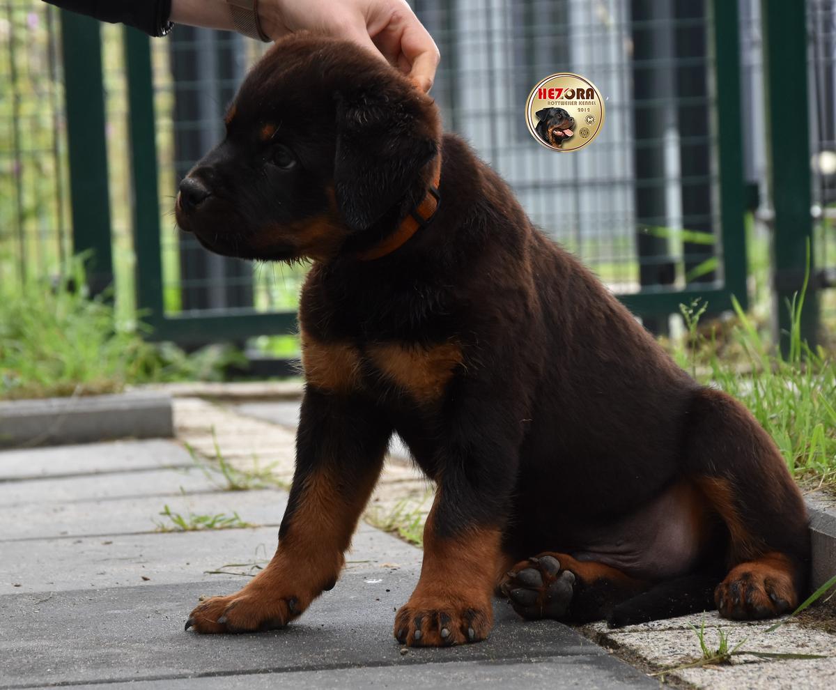 FIGO Hezora