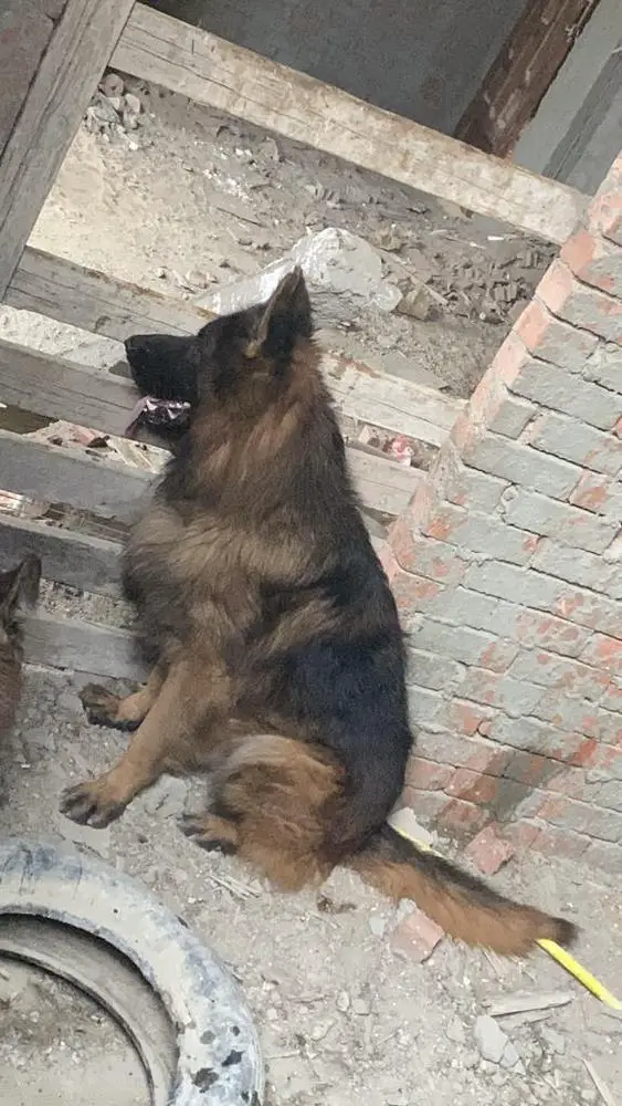 Sparky Russian pharaoh Kennel