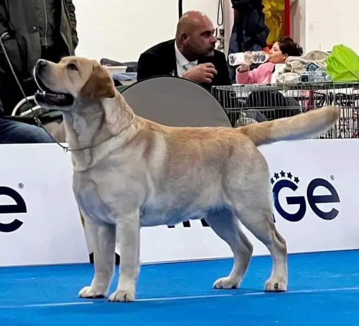Labramarine Obelix