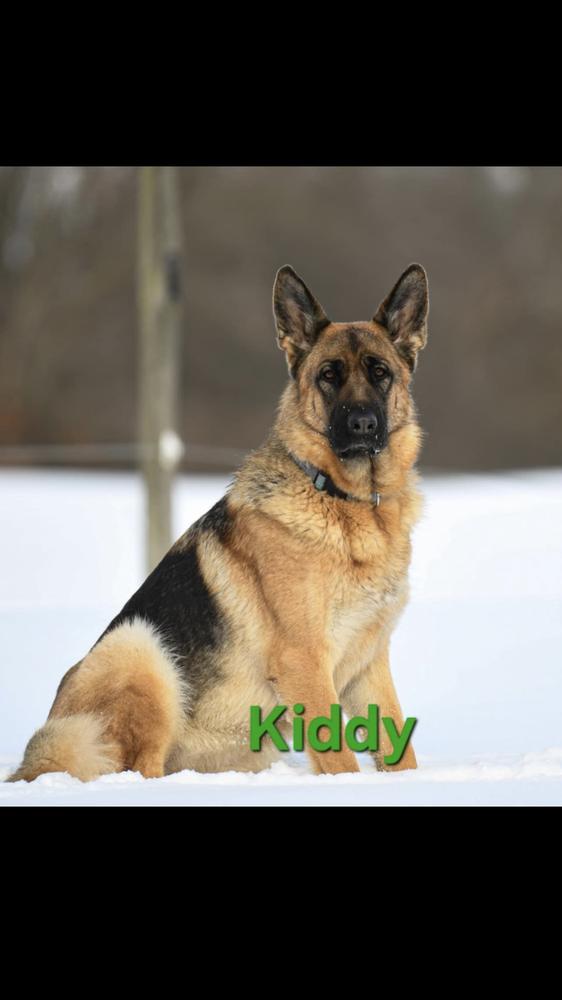 Hallo Kiddy of Vonmontenegro