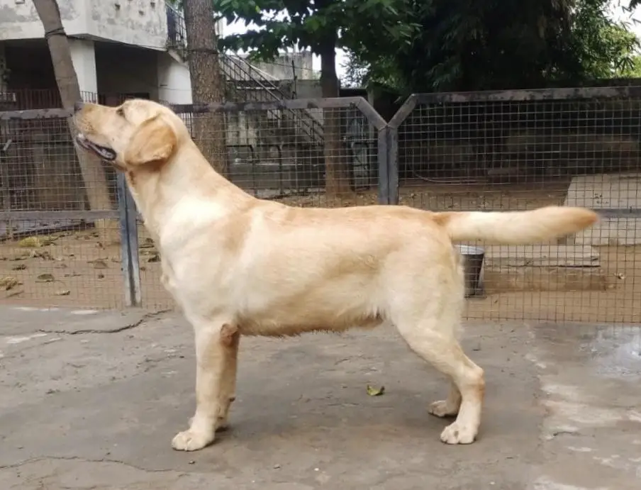 Chinar's Tommy Son