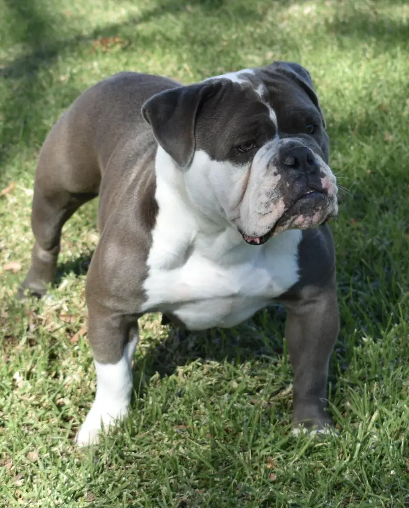 DoggePound’s Remy of DLA