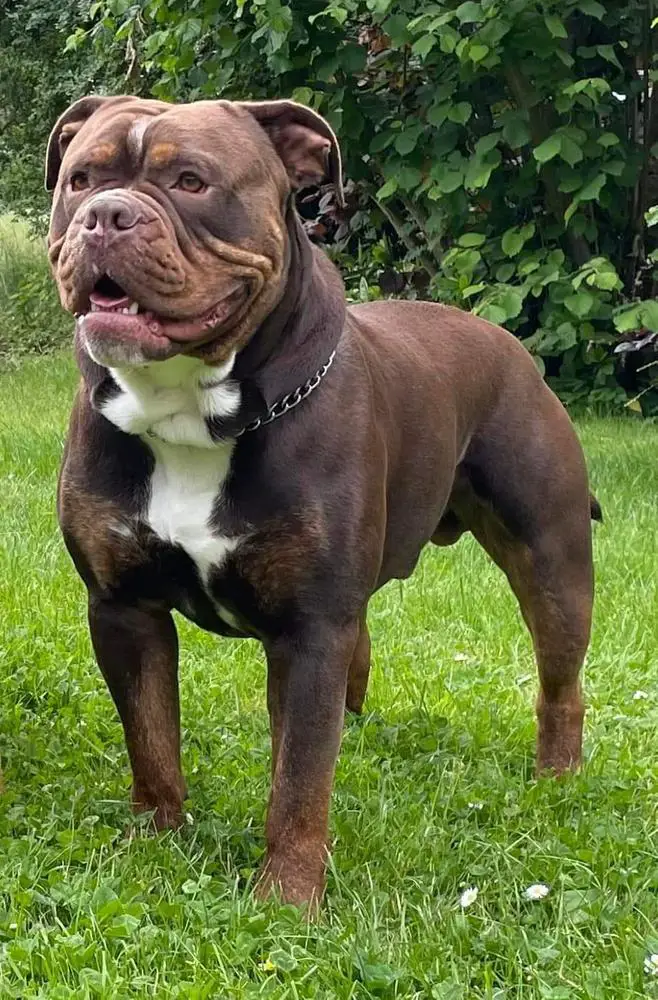 Steel Hammer Bull Dog's Nanuk