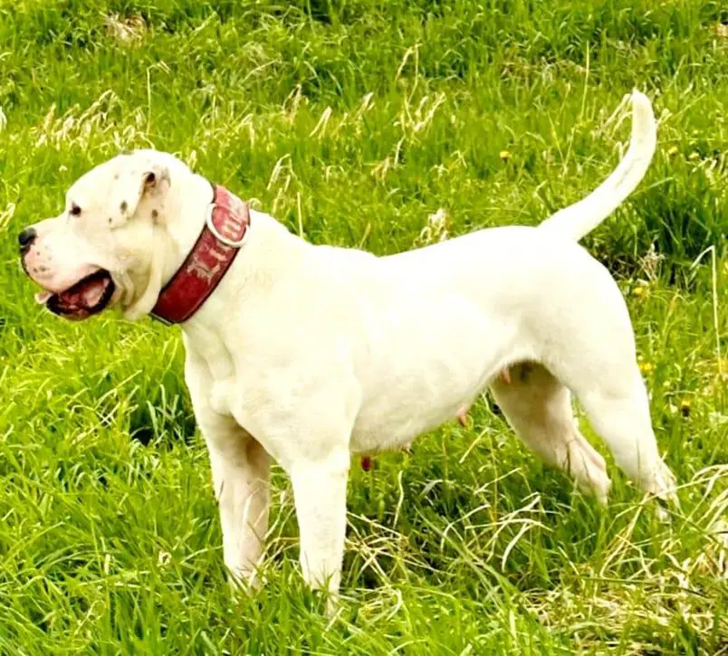 Lionesses White Naomi