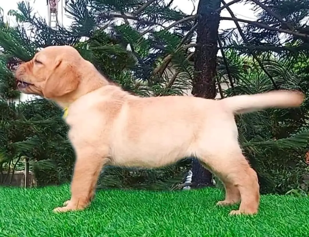 Propeta's Yu-mi
