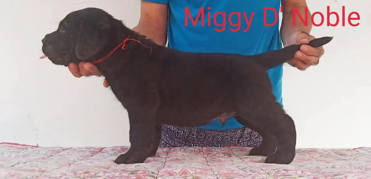 Propeta's Miggy D' Noble