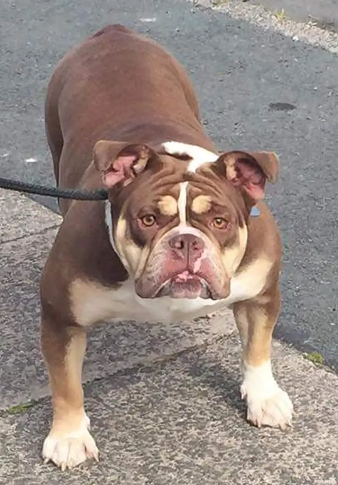 Yorkshire Bullyz Coco