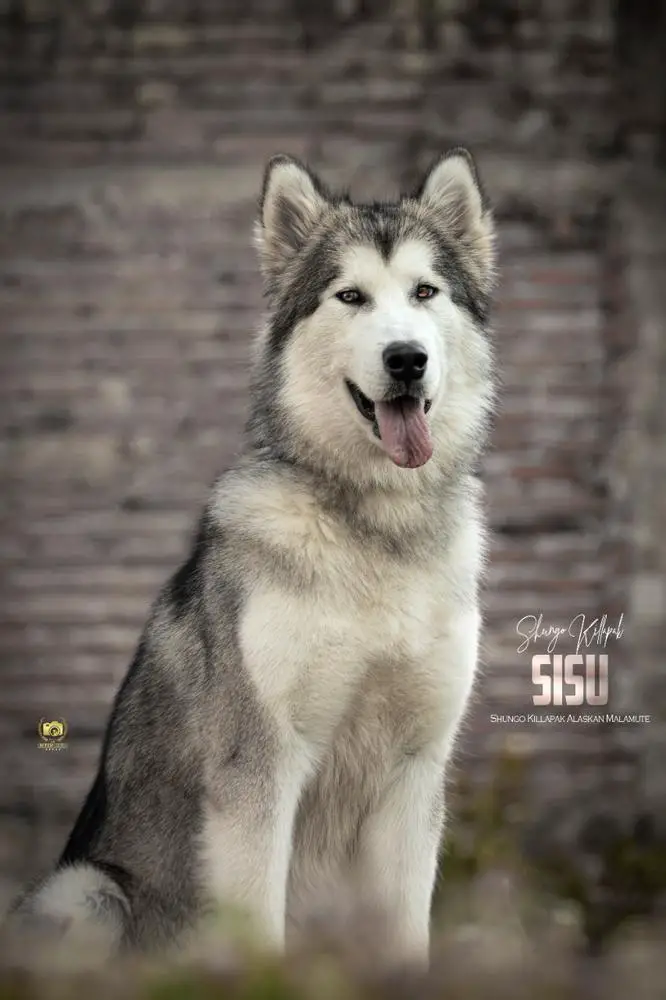 WOLF MOON AND THROUGHBRED SISU QUETZALY