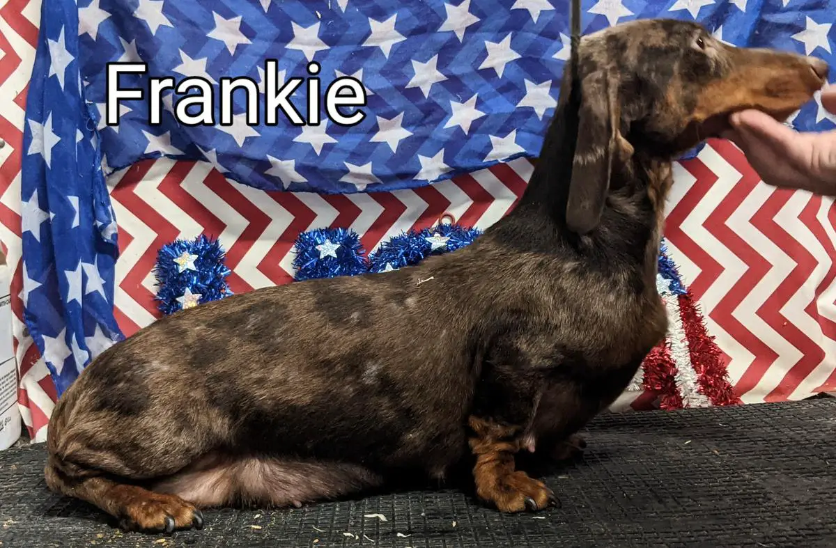 HR Tsunamis Amazing Frankie MSD