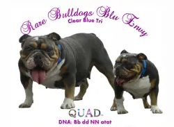 Rare Bulldogs Extreme Blue Envy