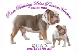 Rare Bulldogs Lilac Passion Armani