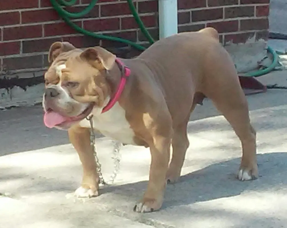 Upstate Bullies 716 Bella