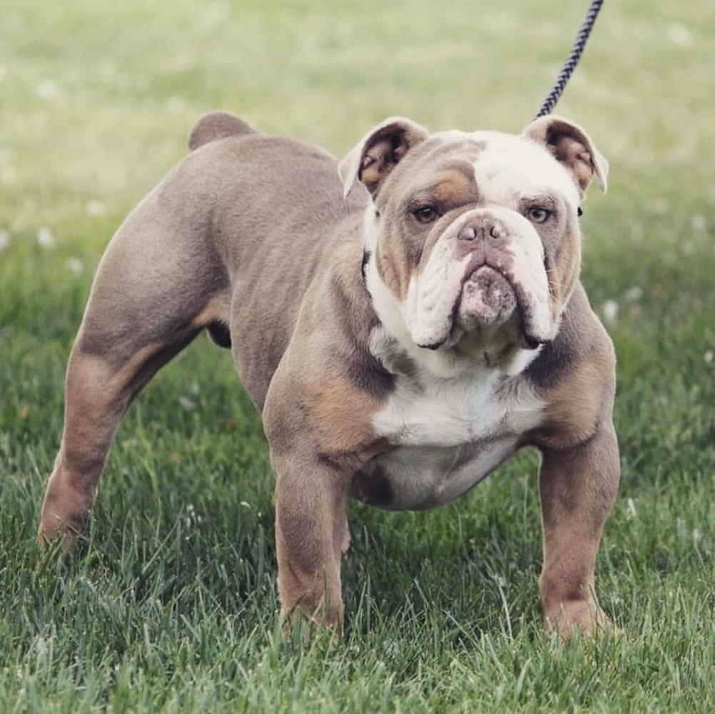 Upstate Bullies 716 King