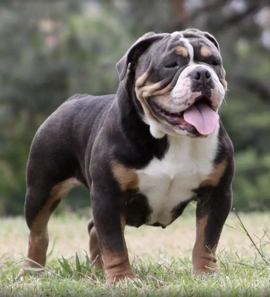 1 Bulldog Nation’s Dallas