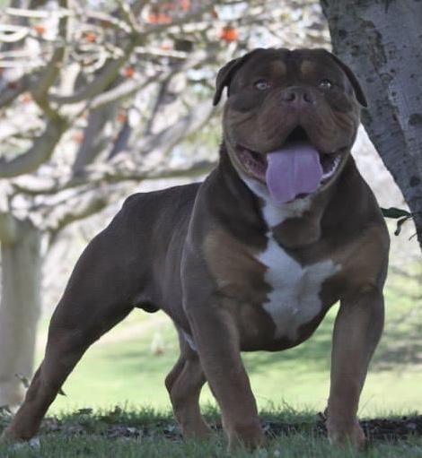 1 Bulldog Nation’s Zeus
