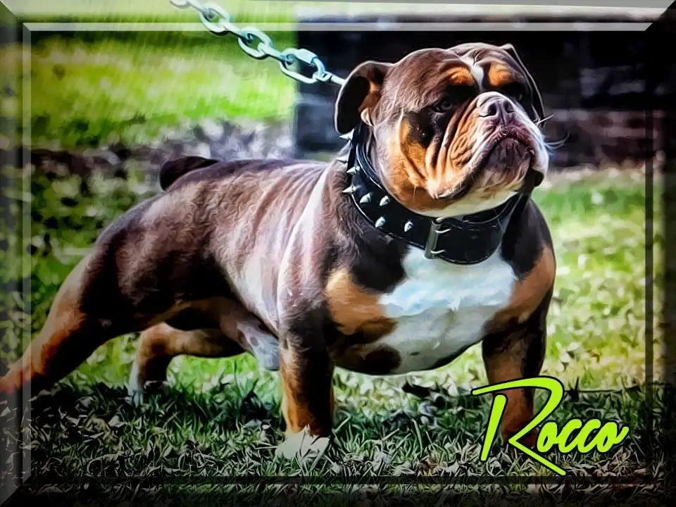1 Bulldog Nation’s Rocco