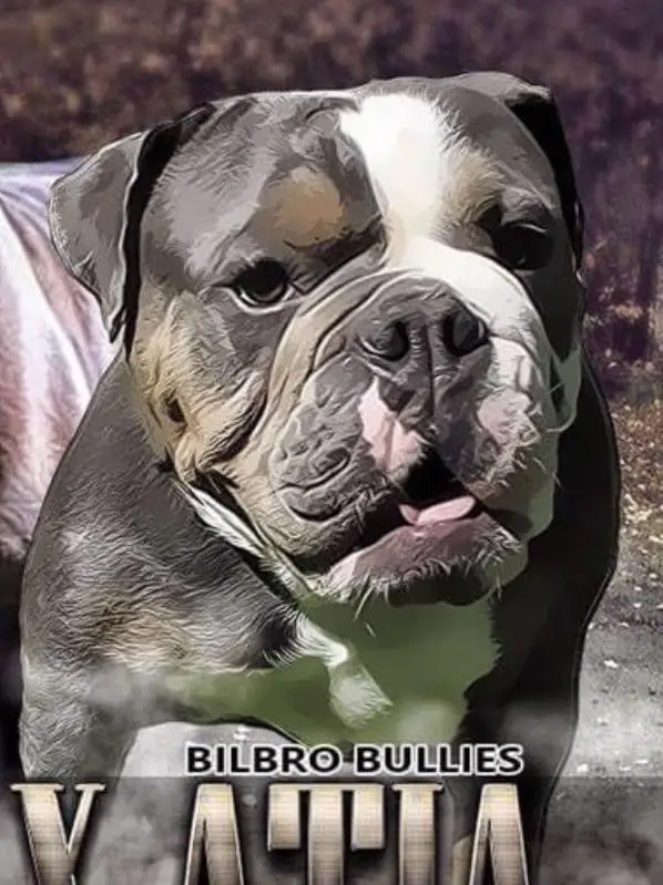 Bilbro Bullies Atia