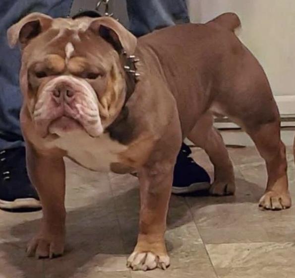 Upstate Bullies 716’s Hendrix