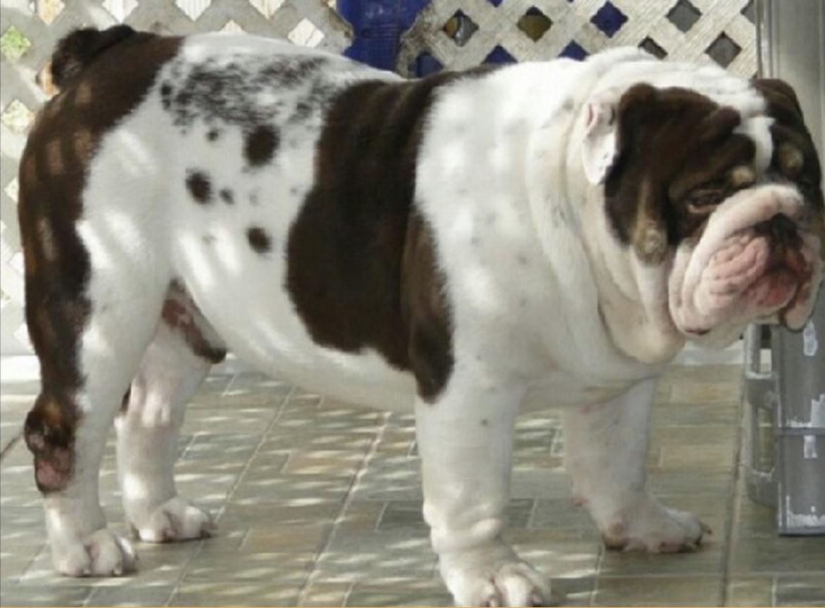 Cowboy Bullies Chocolate Texan
