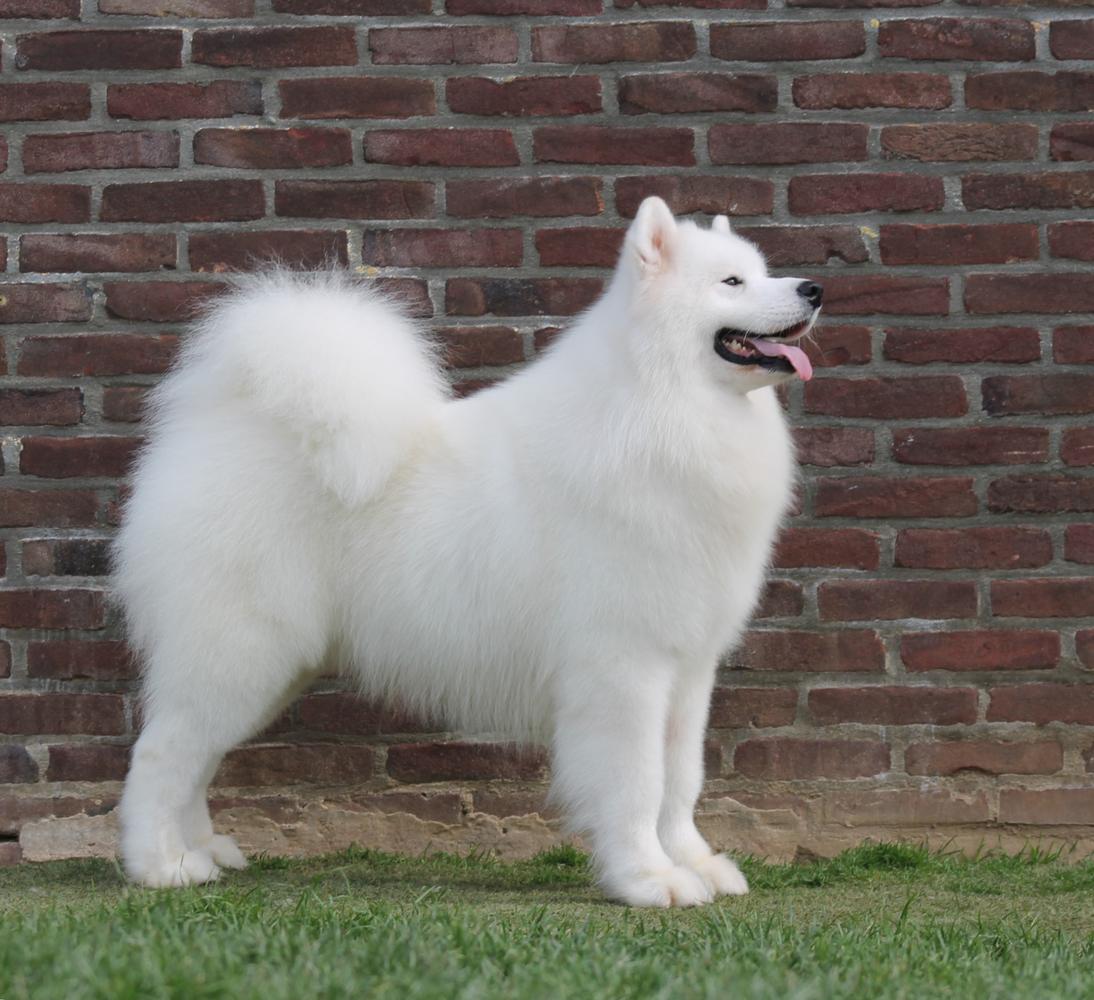 Vanderbilt's Lucky Fox