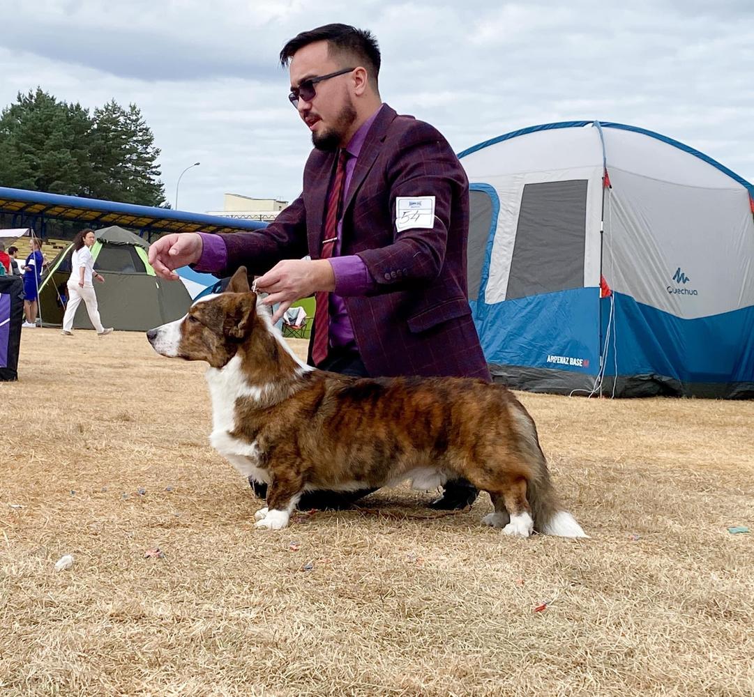 Corgi na Volge My Dad Is Filimon
