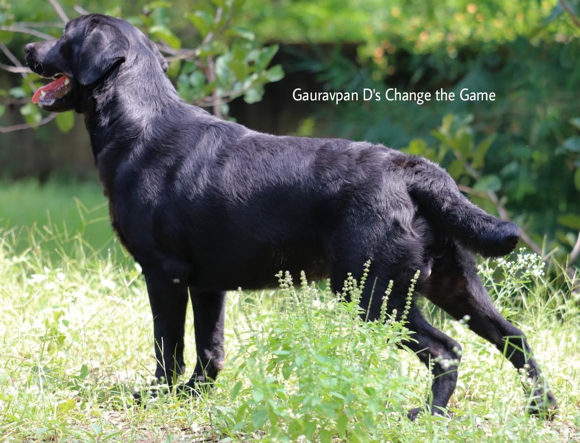 Gauravpan D's Change the Game