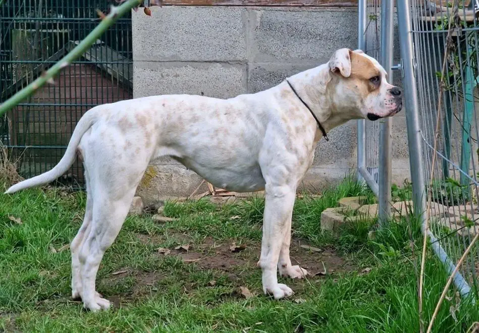 Real Rocktail's Delilah of OFB