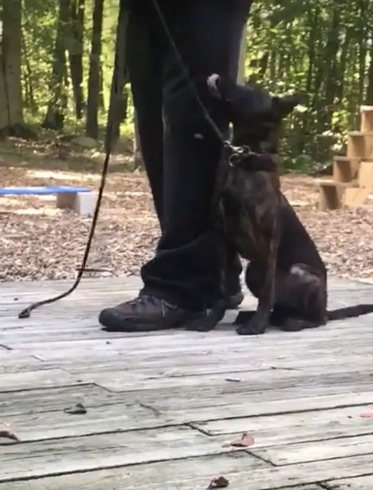 Gunner Buyingtimek9