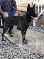 Defenderdogs McQueen