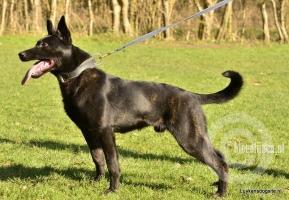 Defenderdogs Fabulous Bruce