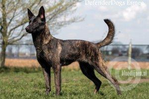 Defenderdogs Esmee