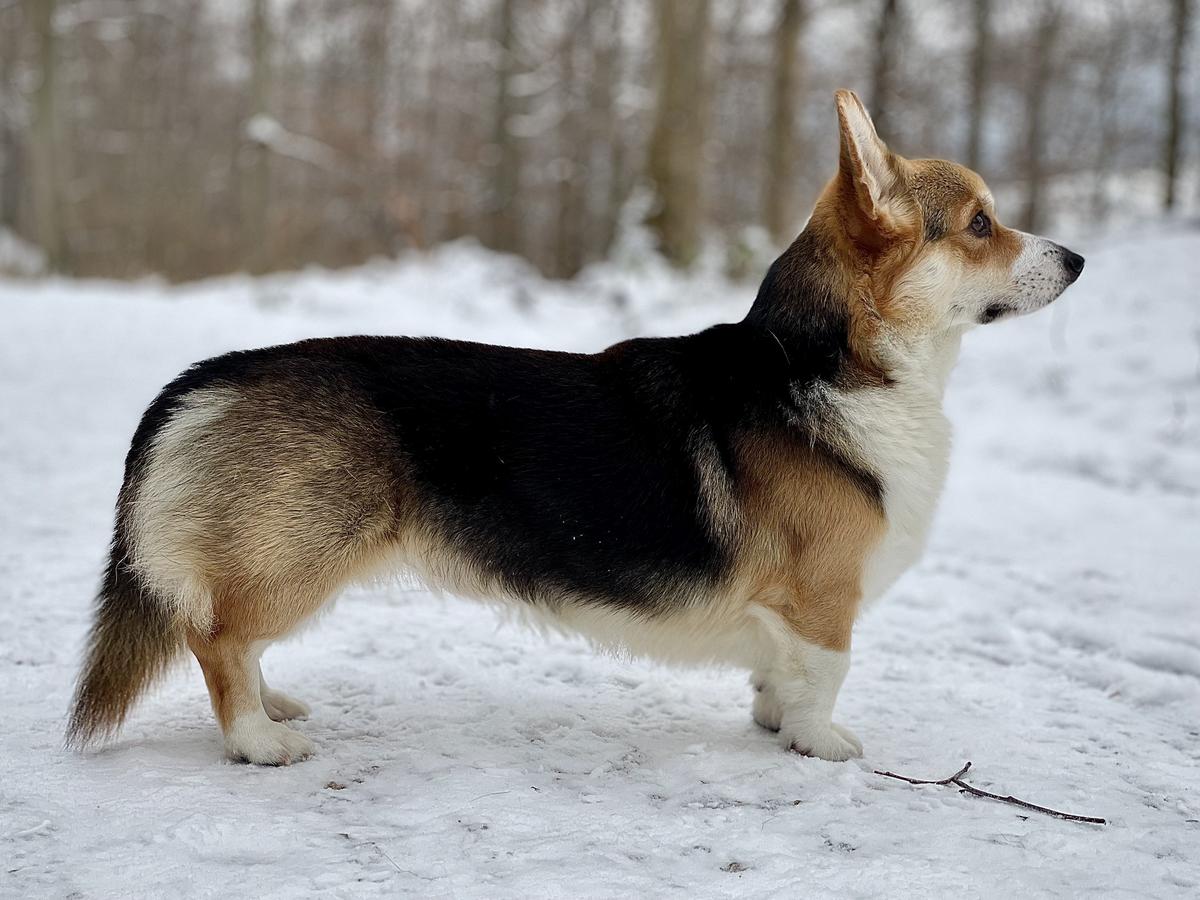 Butter Koda (the Pearl of Tabula Rasa)