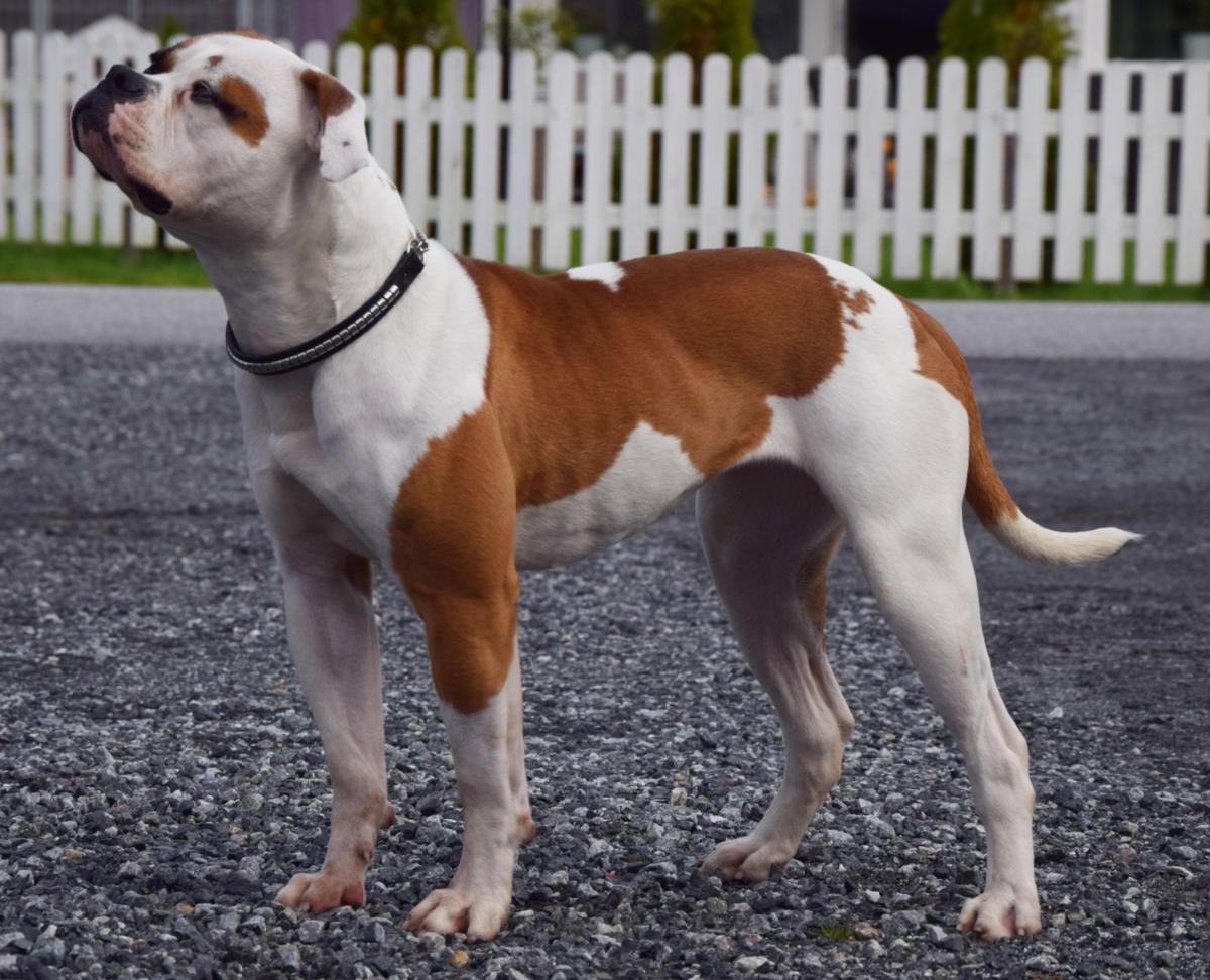 Rapido Bulldogs Mirabel