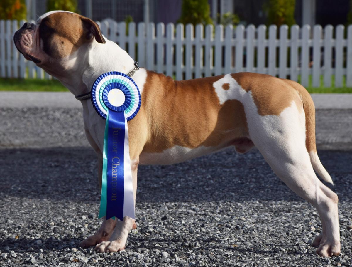Rapido Bulldogs Spike