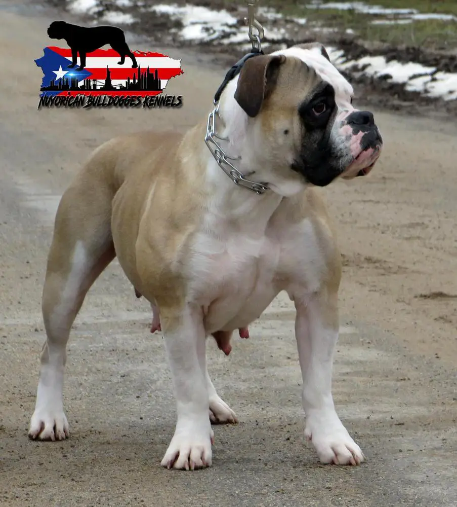 Nuyorican Bulldogges Meela