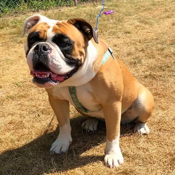 Nuyorican Bulldogges Khloe