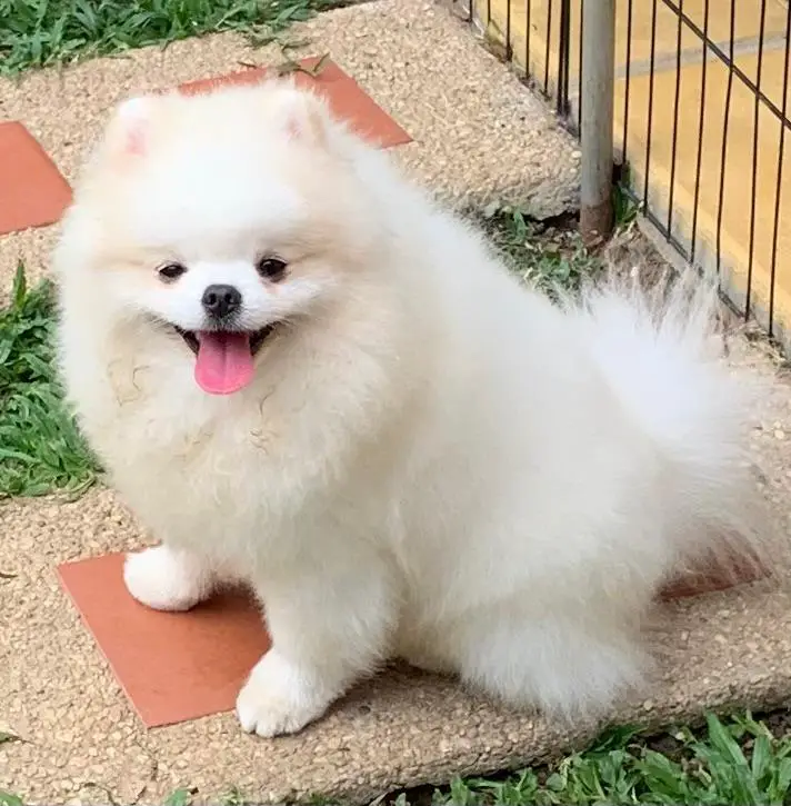 WONDERPOMS OLIVER