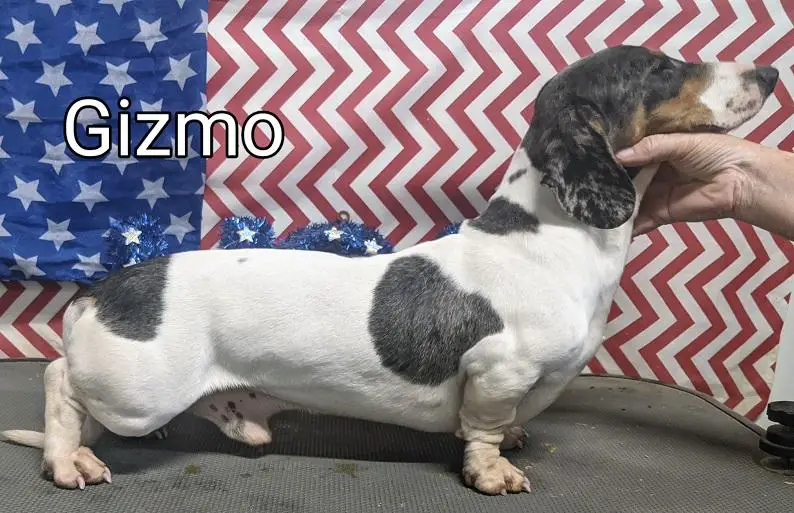 HR Percys Gizmo MSDP