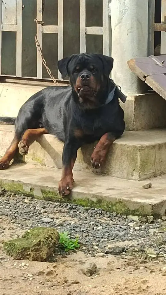 ALPA VH VALUTE