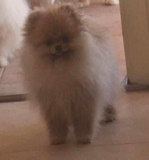 Oakwoods Cirneco Baby Boy