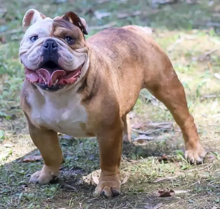 Shotout Bulldogs’ Kane