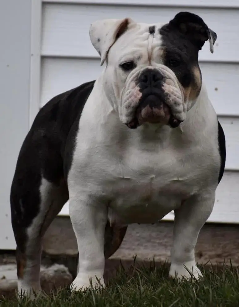 Keystone Bulldog’s Poison Ivy