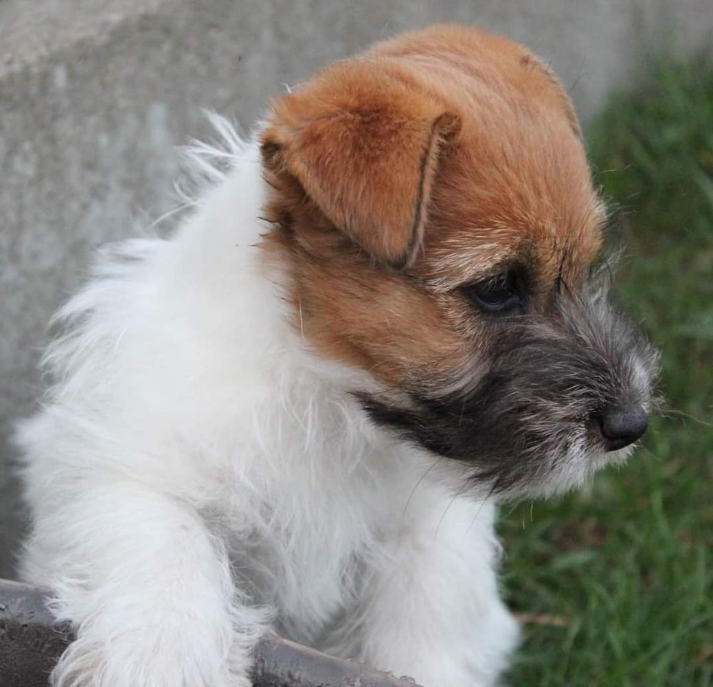 HOLLY Depeche Canis