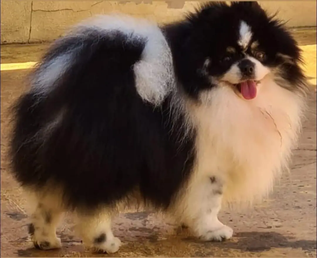 Zorro Triumphus Califórnia