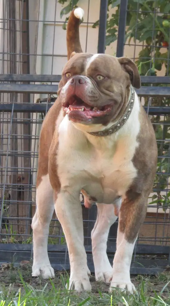 BullybadAss Chocolate Belle of Bulldawg Battalion