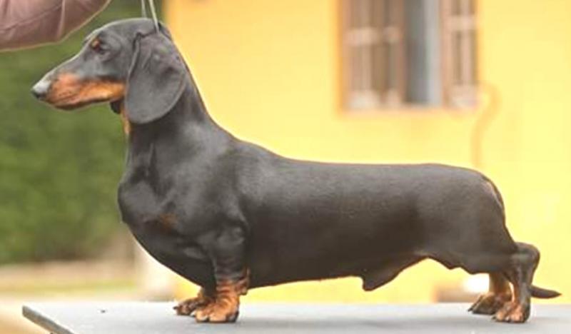 Treis Pinheiros Black Opal ss