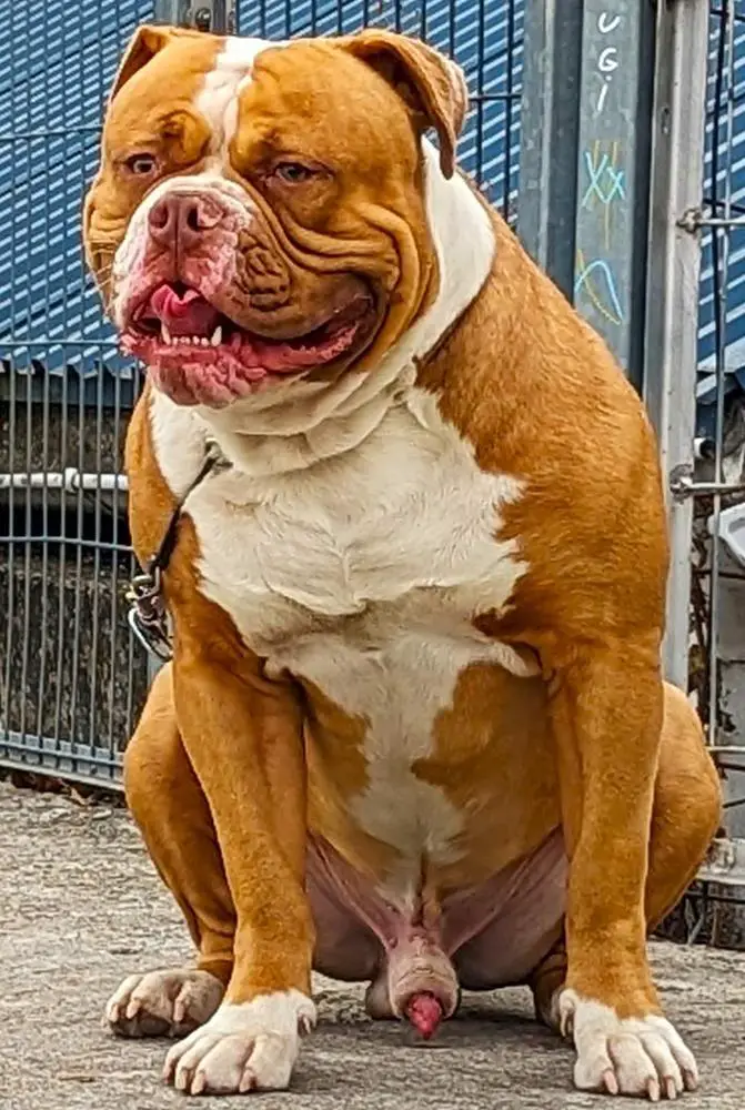 Berserkerbulls Brooklyn aka Szimba