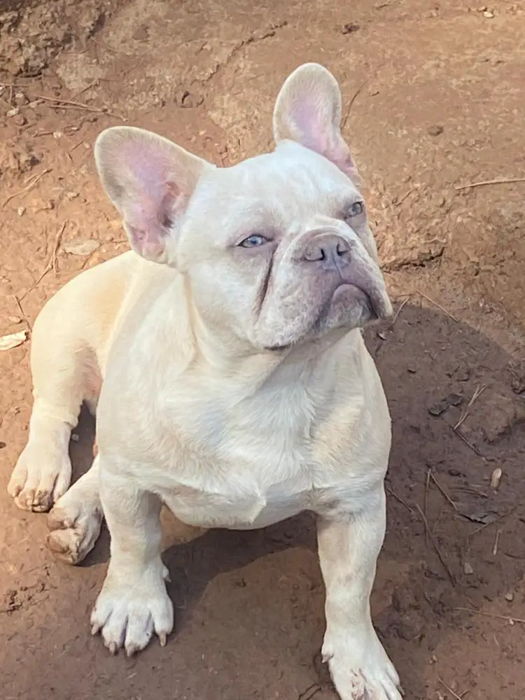 Alpin's Harry of D.S Frenchies